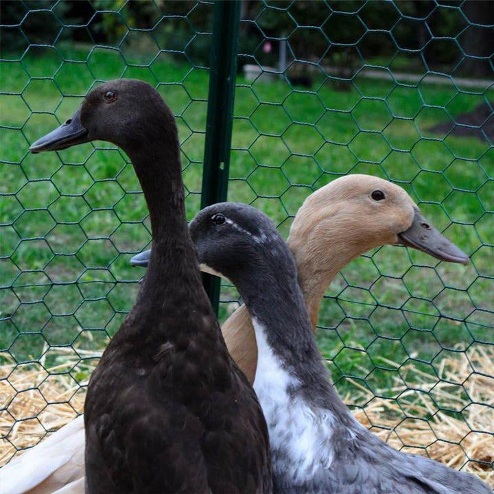 YardGard PVC Coating Hexagonal Poultry Netting for Garden Netting (Open Box)