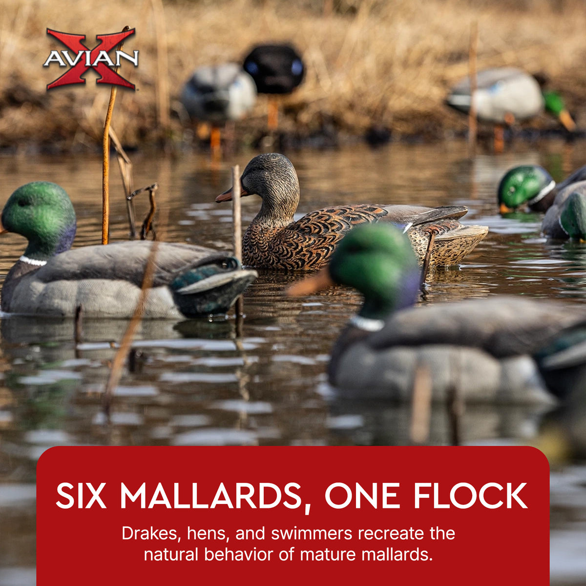 Avian X Top Flight Open Water Mallards Decoys, Ultra Realistic Floating, 6 Pack