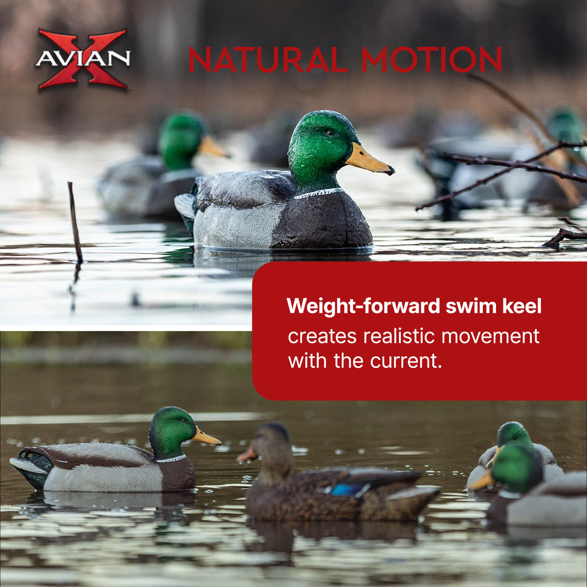 Avian X Top Flight Open Water Mallards Decoys, Ultra Realistic Floating, 6 Pack