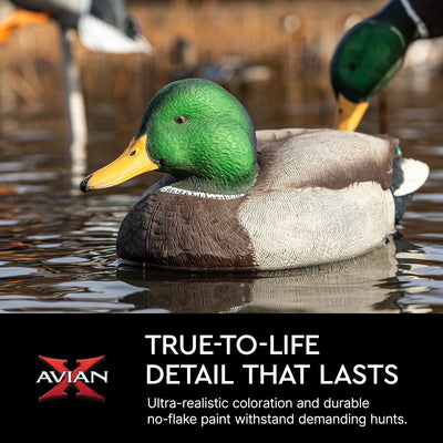 Avian X Top Flight Open Water Mallards Decoys, Ultra Realistic Floating, 6 Pack