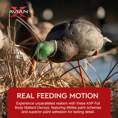 Avian X AXP Full Body Mallards Decoy, Ultra Realistic and Wind Activated, 6 Pack