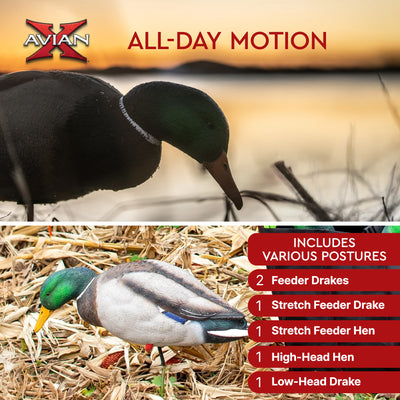 Avian X AXP Full Body Mallards Decoy, Ultra Realistic and Wind Activated, 6 Pack