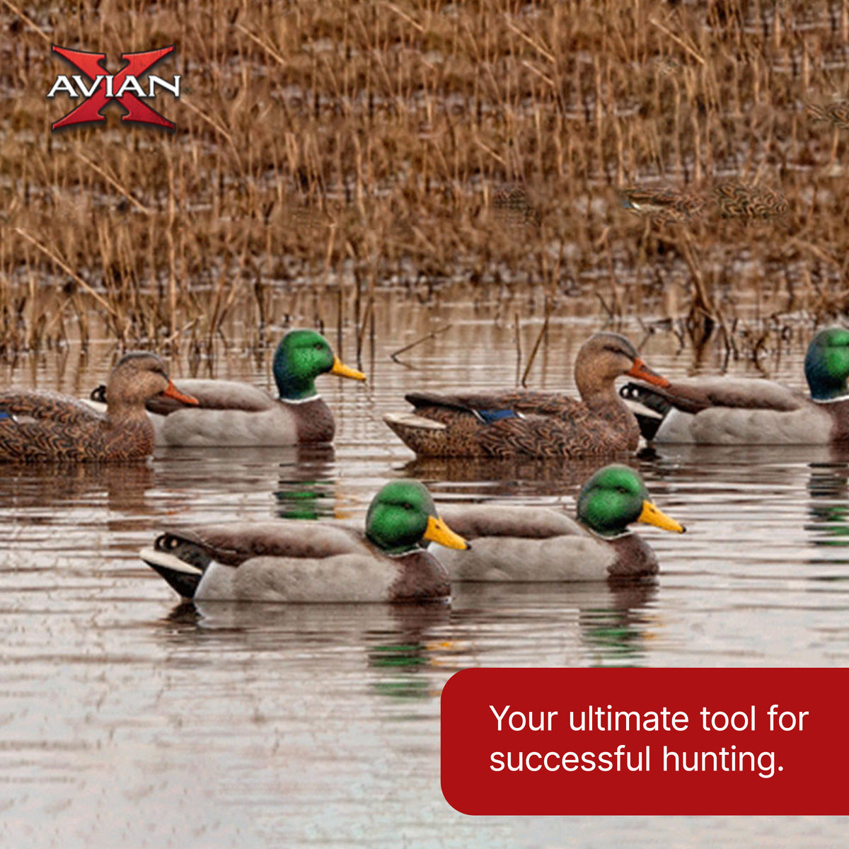 Avian X AXP Full Body Mallards Decoy, Ultra Realistic and Wind Activated, 6 Pack