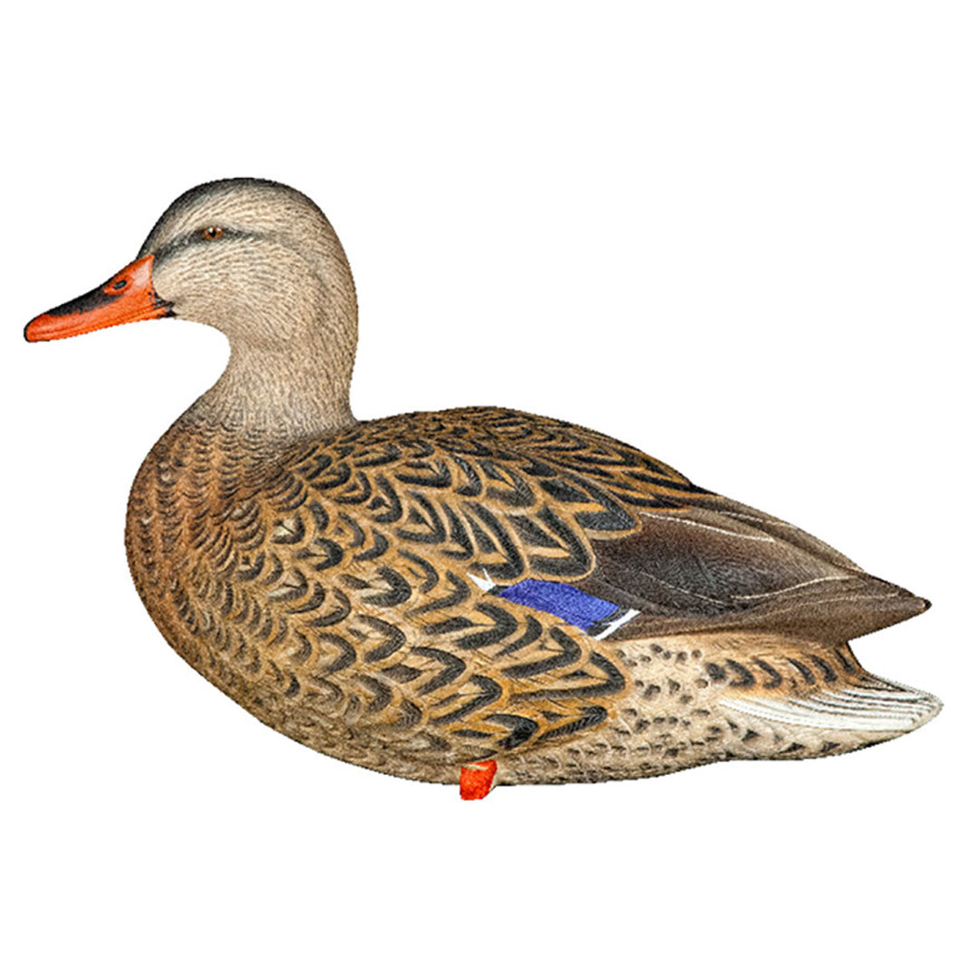 Avian X AXP Full Body Mallards Decoy, Ultra Realistic and Wind Activated, 6 Pack