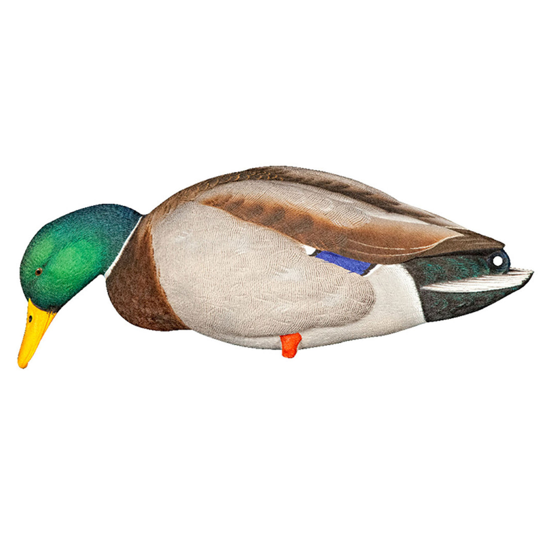 Avian X AXP Full Body Mallards Decoy, Ultra Realistic and Wind Activated, 6 Pack