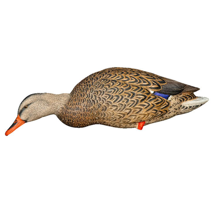 Avian X AXP Full Body Mallards Decoy, Ultra Realistic and Wind Activated, 6 Pack