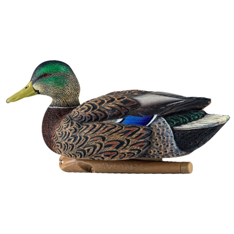 Avian X Topflight Early Season Mallard Duck Realistic Decoys, Multicolor, 6 Pack