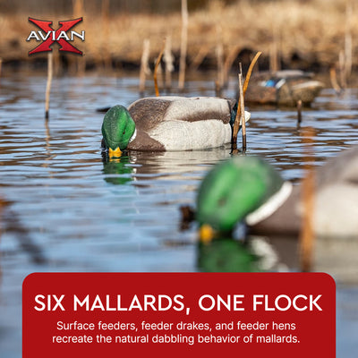 Avian X Topflight Backwater Mallards Decoys, Ultra Realistic Floating, 6 Pack