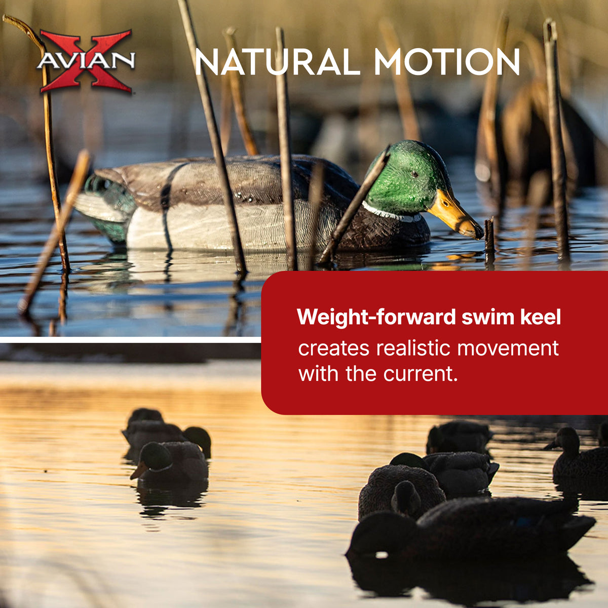 Avian X Topflight Backwater Mallards Decoys, Ultra Realistic Floating, 6 Pack
