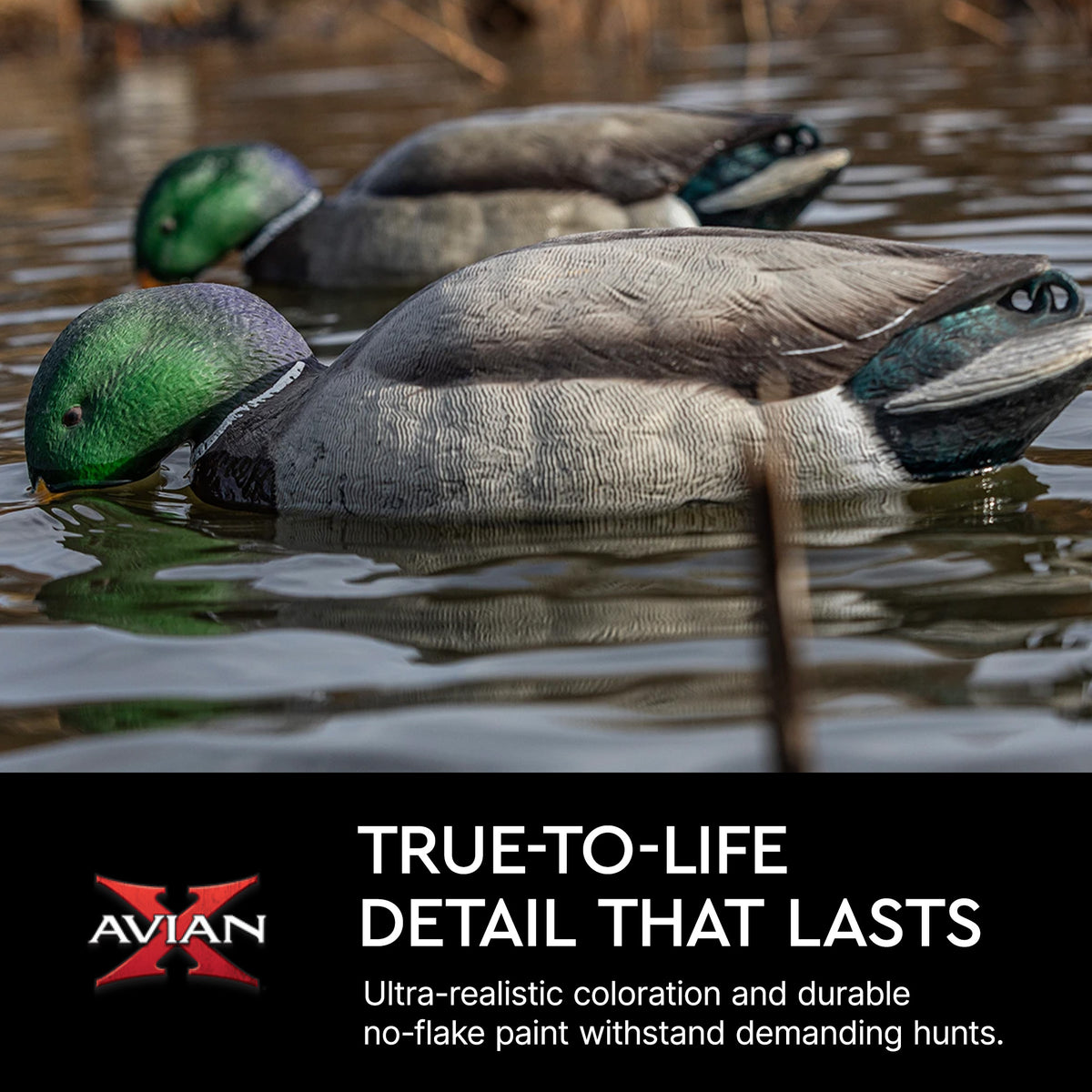 Avian X Topflight Backwater Mallards Decoys, Ultra Realistic Floating, 6 Pack
