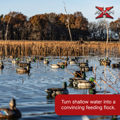 Avian X Topflight Backwater Mallards Decoys, Ultra Realistic Floating, 6 Pack
