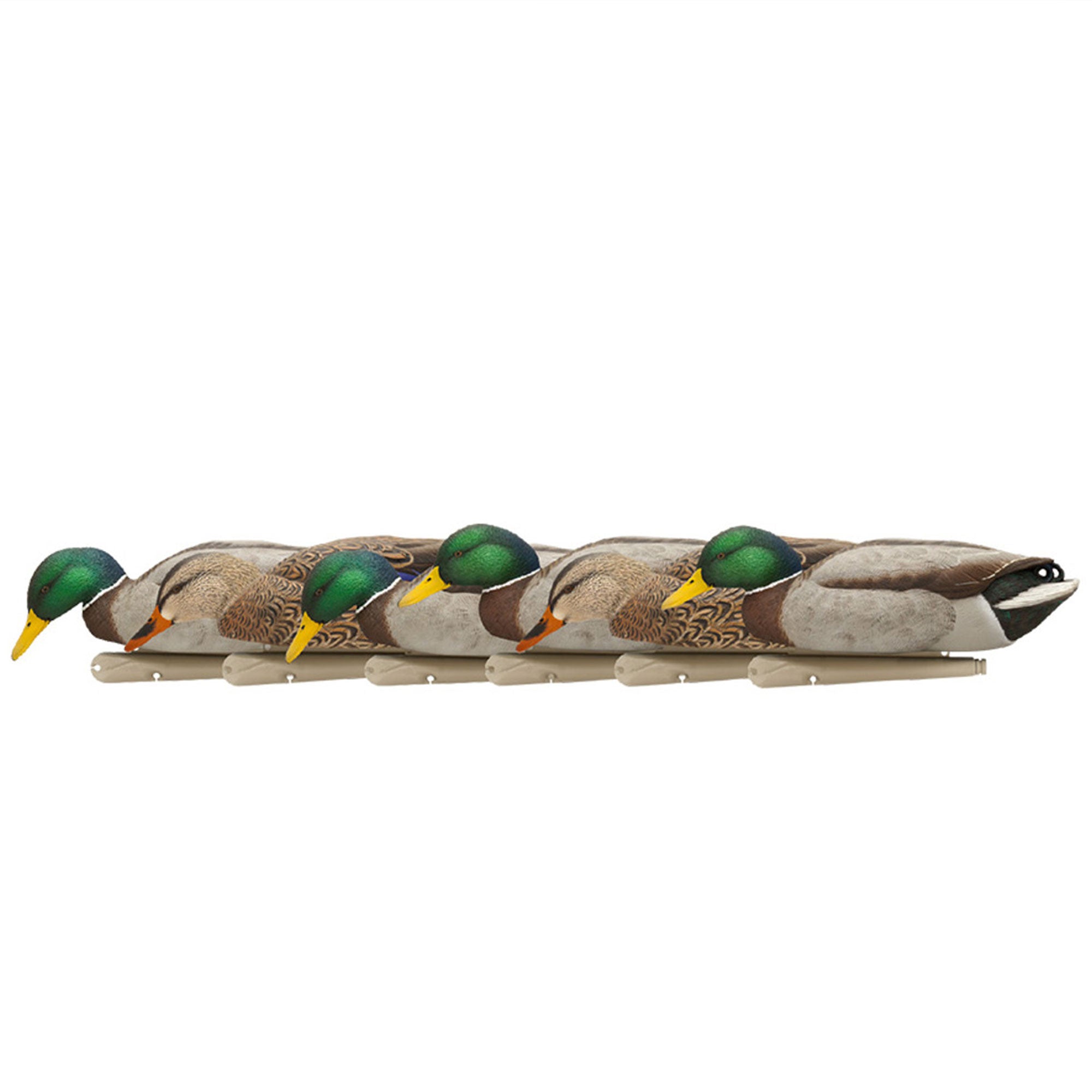 Avian X Topflight Backwater Mallards Decoys, Ultra Realistic Floating, 12 Pack
