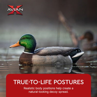 Avian X Topflight Realistic Floating Fusion Mallard Decoy Set, 6 Pack (Open Box)