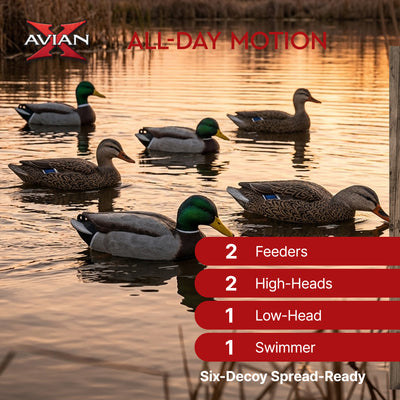 Avian X Topflight Realistic Floating Fusion Mallard Decoy Set, 6 Pack (Open Box)