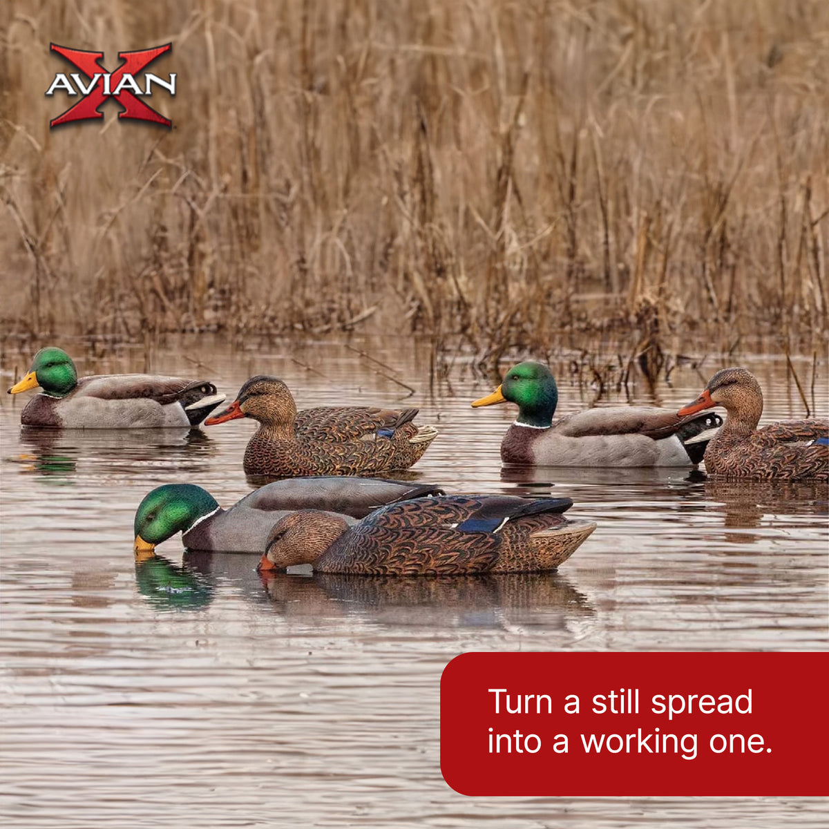Avian X Topflight Realistic Floating Fusion Mallard Decoy Set, 6 Pack (Open Box)