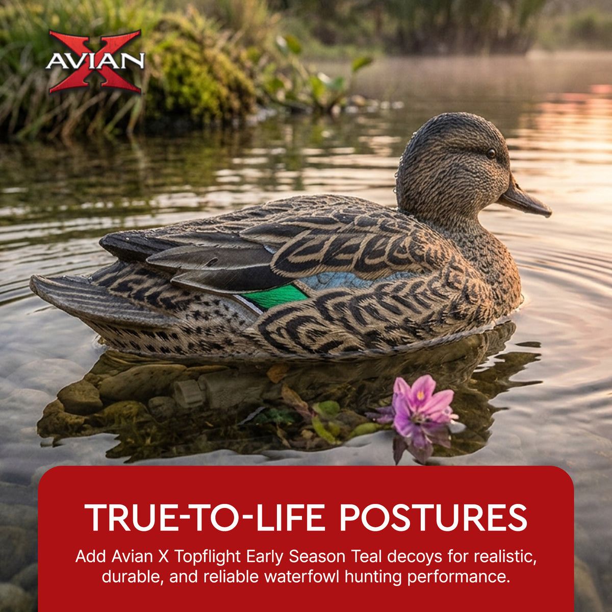 Avian X Topflight Early Season Teal with Realistic True to Life Postures, 6 Pack