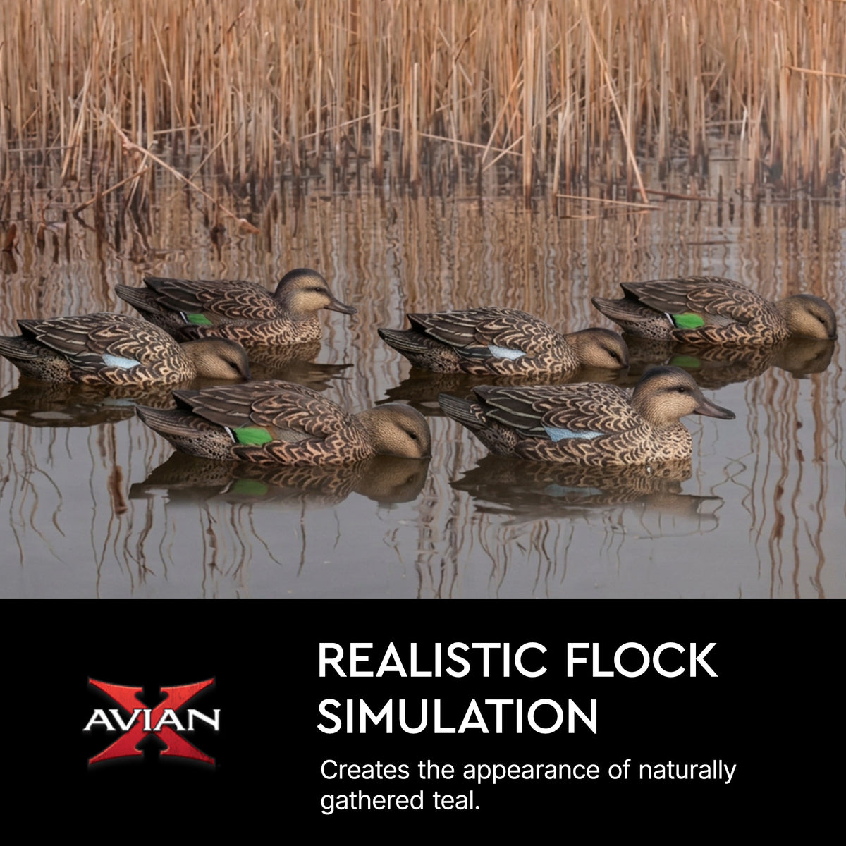Avian X Topflight Early Season Teal with Realistic True to Life Postures, 6 Pack