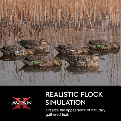 Avian X Early Season Teal w/Realistic True to Life Postures, 6pk(Open Box)