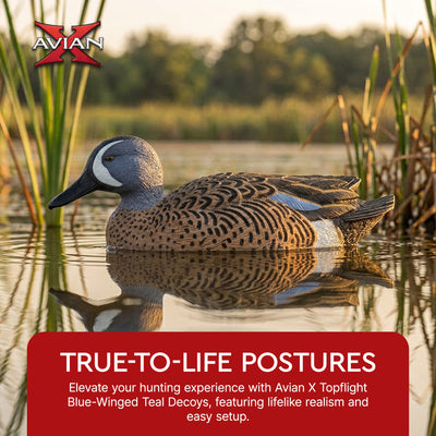Avian X Topflight Blue-Winged Teal Duck, Realistic Floating Outdoor Duck Decoys