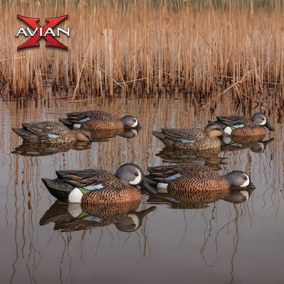 Avian X Topflight Blue-Winged Duck, Realistic Floating Duck Decoys (Open Box) - VMInnovations