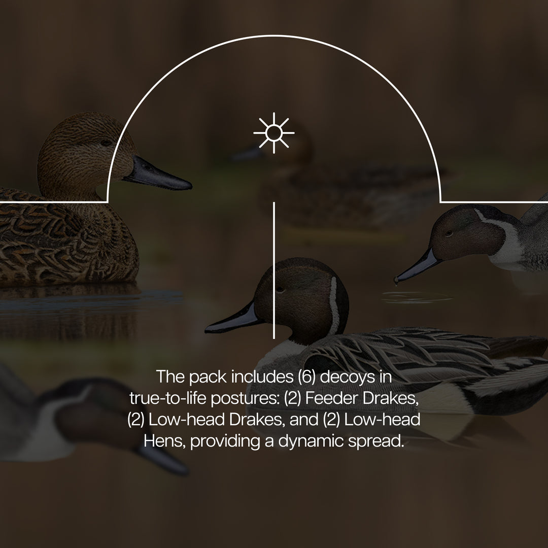 Avian X Topflight Pintails,Realistic Floating Decoys, 6 CT, Multicolor(Open Box) - VMInnovations