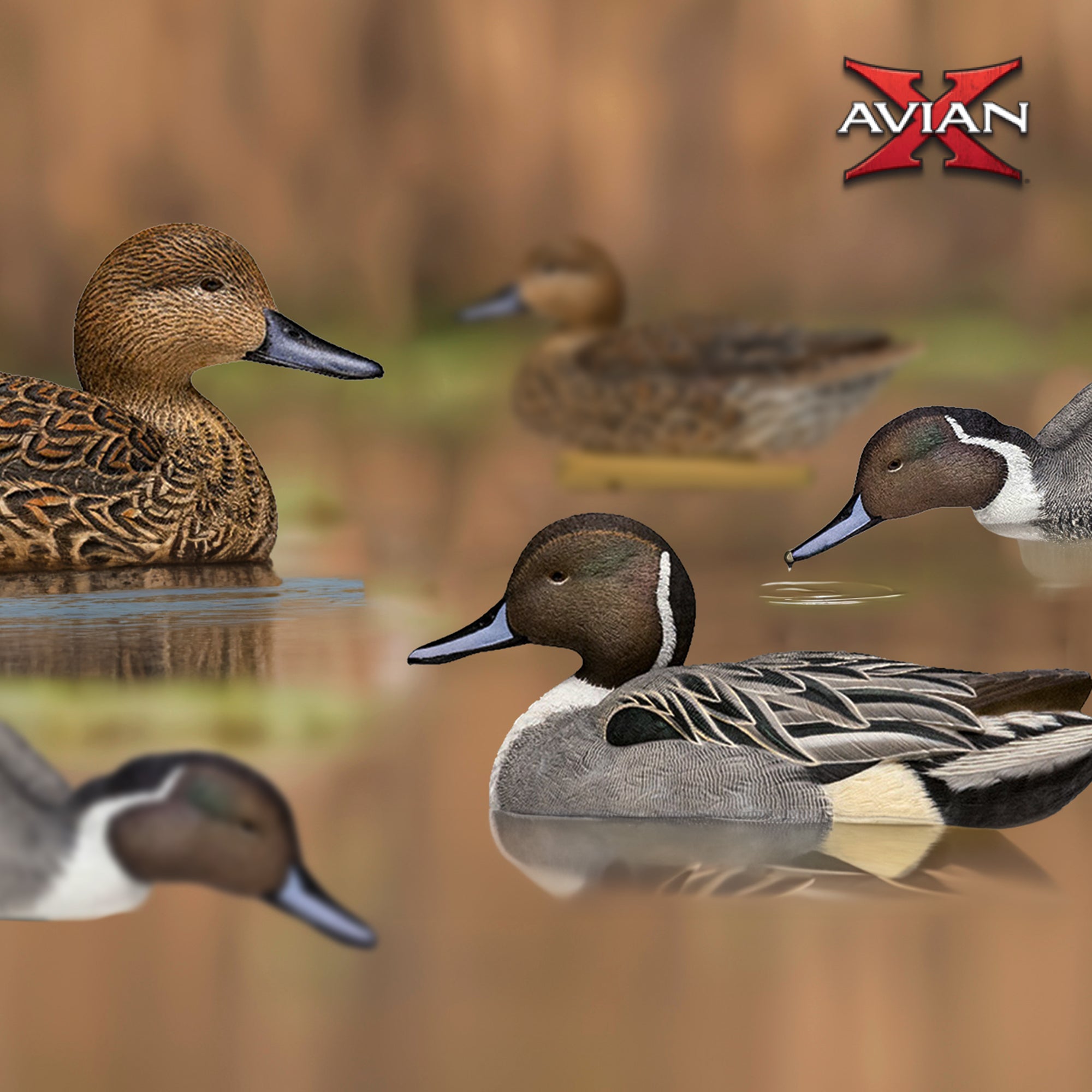 Avian X Topflight Pintails,Realistic Floating Decoys, 6 CT, Multicolor(Open Box)