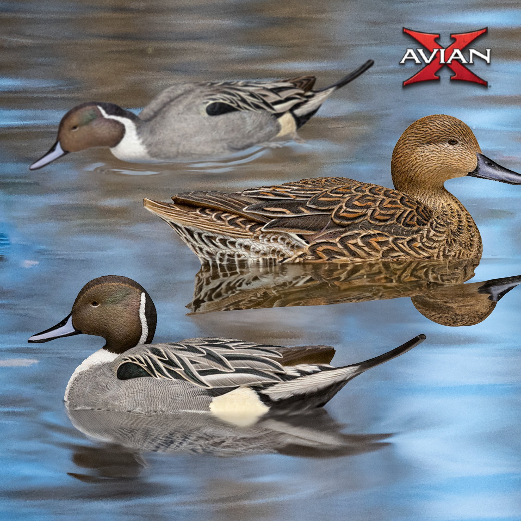 Avian X Topflight Pintails,Realistic Floating Decoys, 6 CT, Multicolor(Open Box) - VMInnovations