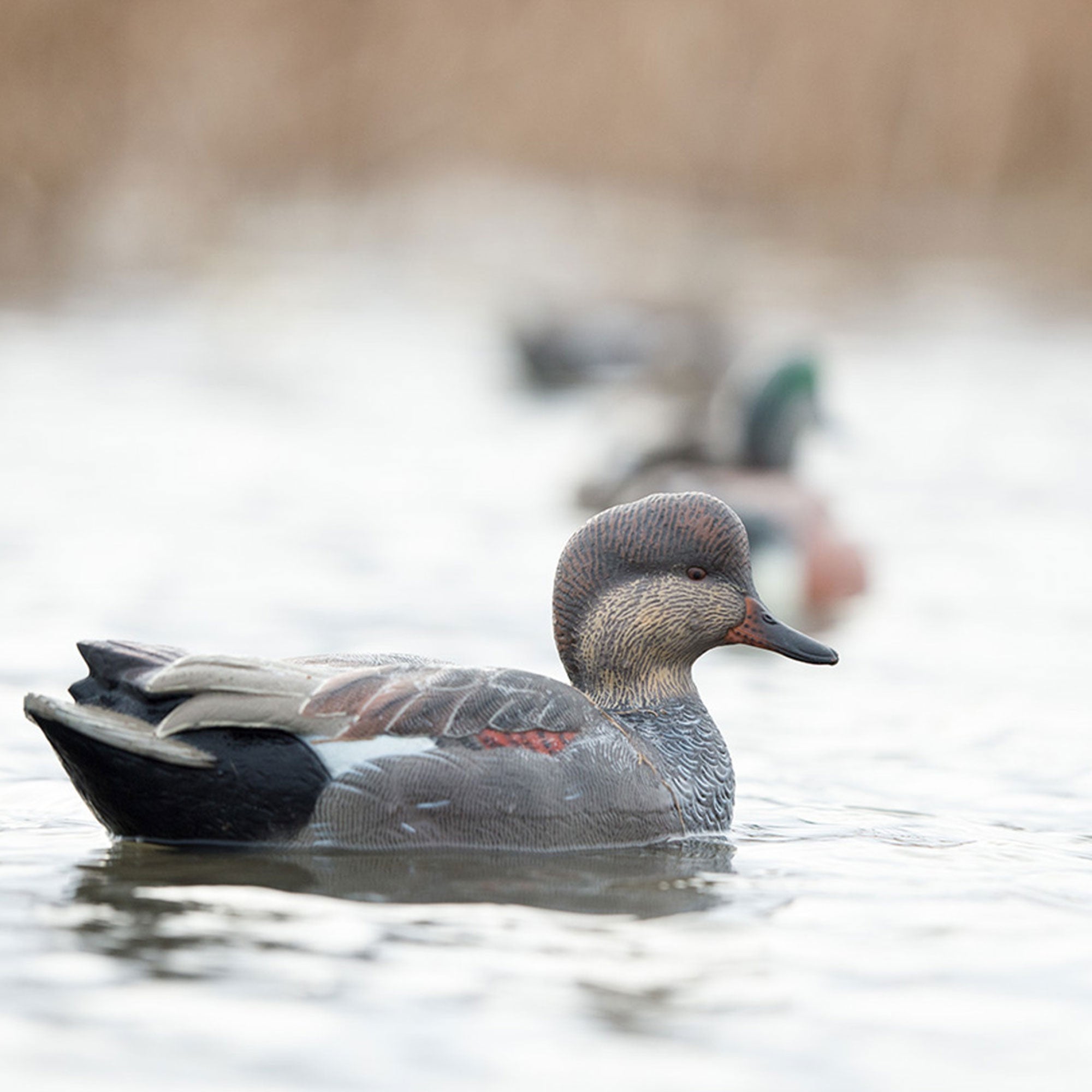 Avian X Topflight Gadwall Decoys Realistic Gray Ducks, Set of 6, Multicolor - VMInnovations
