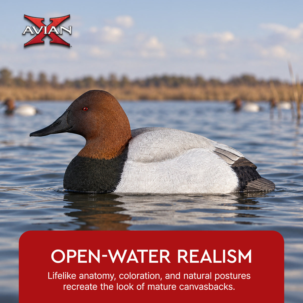Avian X Topflight Canvasbacks Decoys Realistic Gray Duck, Set of 6, Multicolor