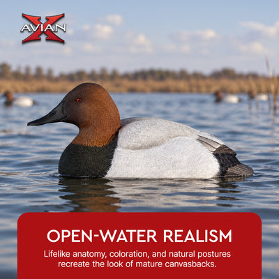 Avian X Topflight Canvasbacks Decoys Realistic Gray Duck, Set of 6, Multicolor