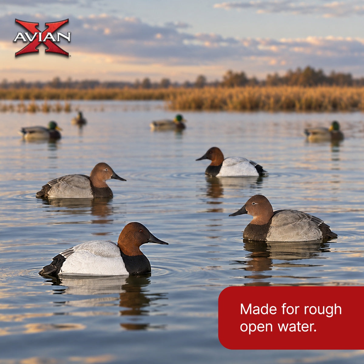 Avian X Topflight Canvasbacks Decoys Realistic Gray Duck, Set of 6, Multicolor