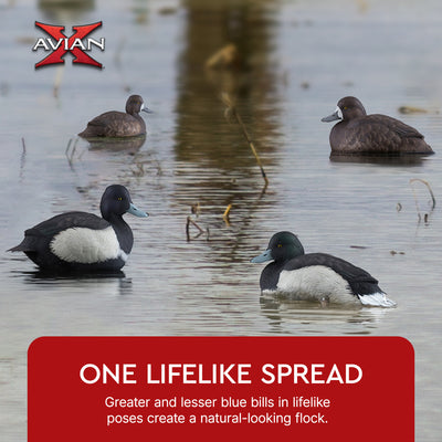 Avian X Topflight Blue Bills Duck Decoys with Weight Forward Swim Keel, Set of 6