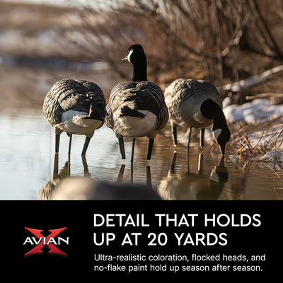 Avian X AXP Honkers Full Body Realistic Paint Canada Goose Decoys Fusion Pack