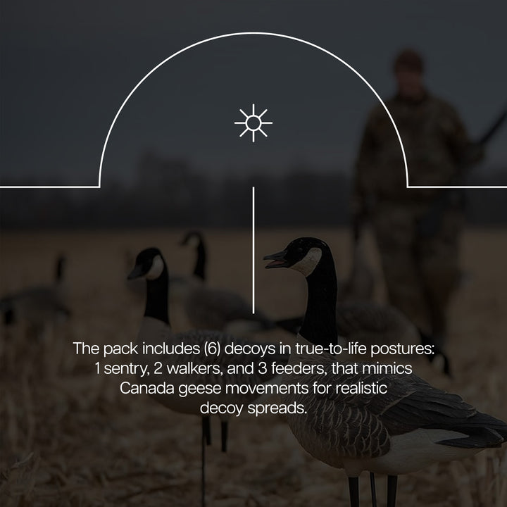 Avian X AXP Full Body Realistic Paint Canada Goose Decoys Fusion Pack (Used)