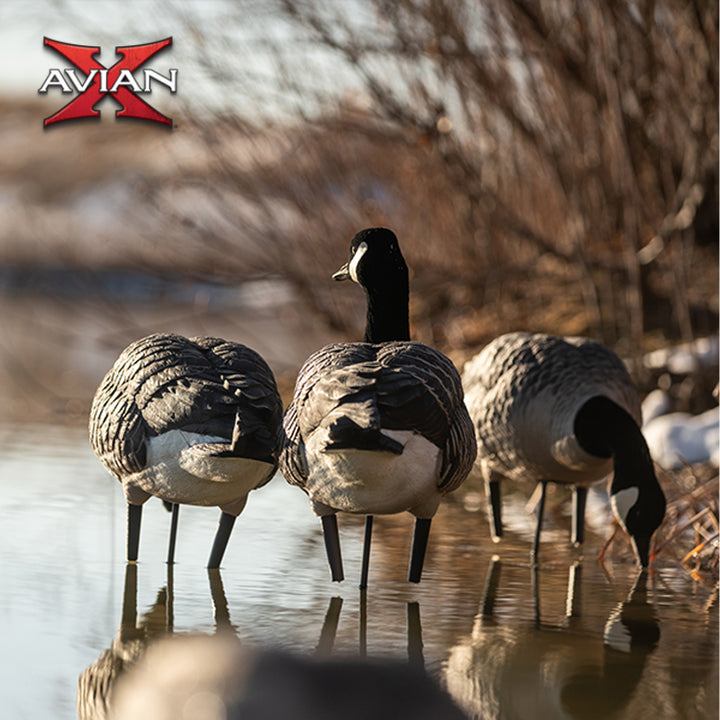 Avian X AXP Honkers Full Body Realistic Paint Canada Goose Decoys (Open Box) - VMInnovations