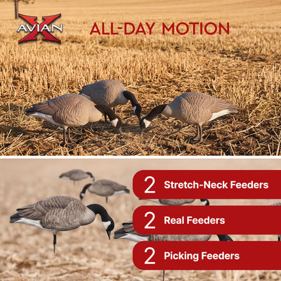 Avian X Honkers Fusion Canada Goose Decoy Realistic Feeder Bodies, 6pc(Open Box)