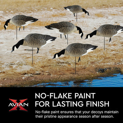 Avian X AXP Honkers Fusion Canada Goose Decoy Realistic Feeder Bodies, Set of 6
