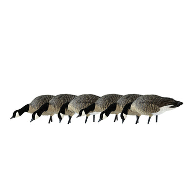 Avian X AXP Honkers Fusion Canada Goose Decoy Realistic Feeder Bodies, Set of 18 - VMInnovations