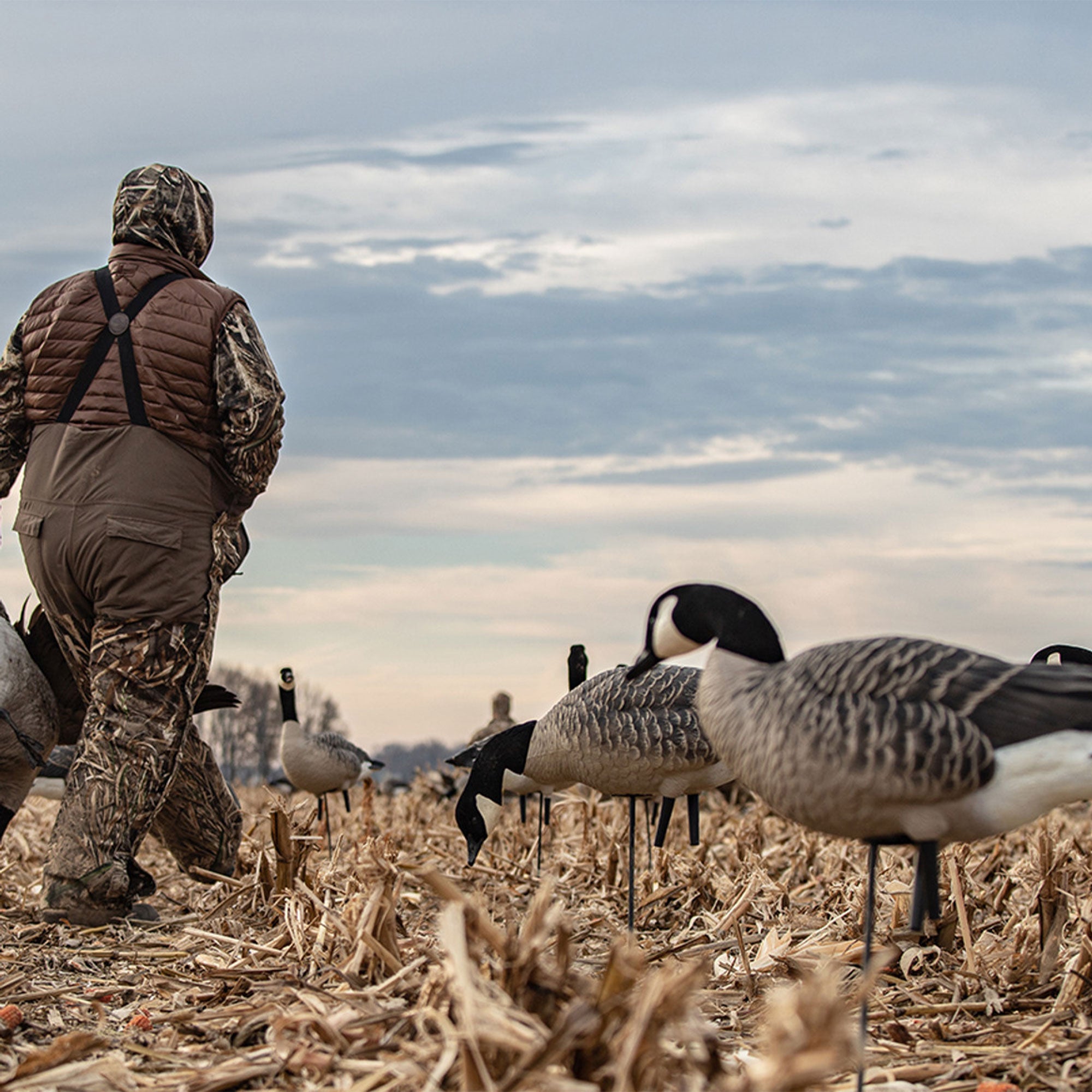 Avian X AXP Honkers Fusion Canada Goose Decoy Realistic Feeder Bodies, Set of 6 - VMInnovations