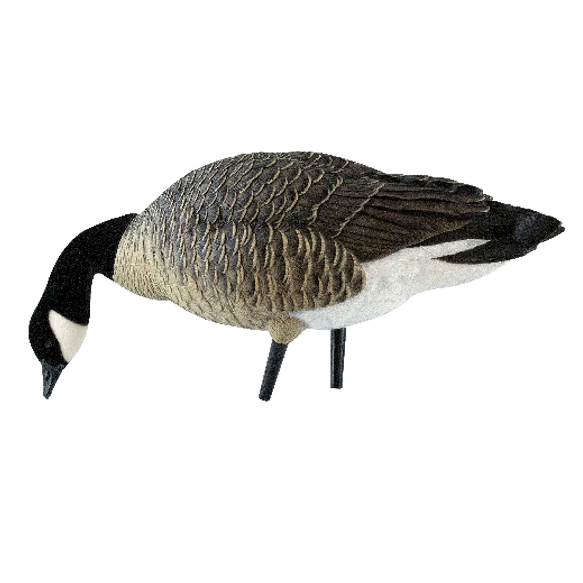Avian X AXP Honkers Fusion Canada Goose Decoy Realistic Feeder Bodies, Set of 12 - VMInnovations