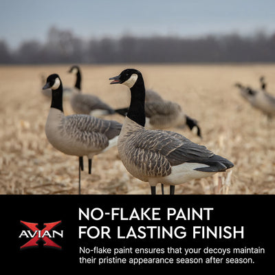 Avian X AXP Honkers Fusion Pack Lesser Canada Goose Decoys & Included Bag, Multi