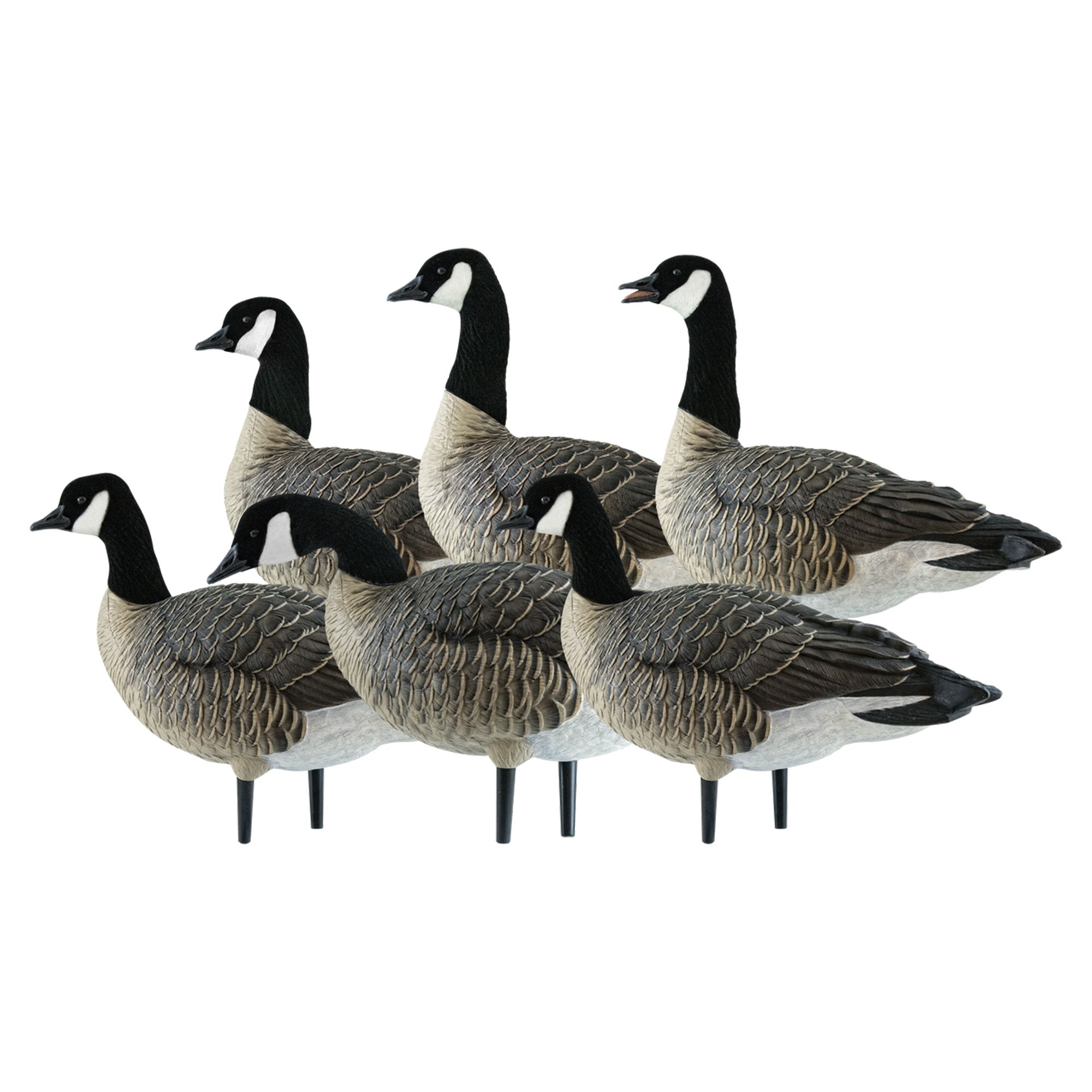 Avian X AXP Honkers Fusion Pack Lesser Canada Goose Decoys, 2 Pack, Multicolor