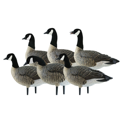 Avian X AXP Honkers Fusion Pack Lesser Canada Goose Decoys, 2 Pack, Multicolor