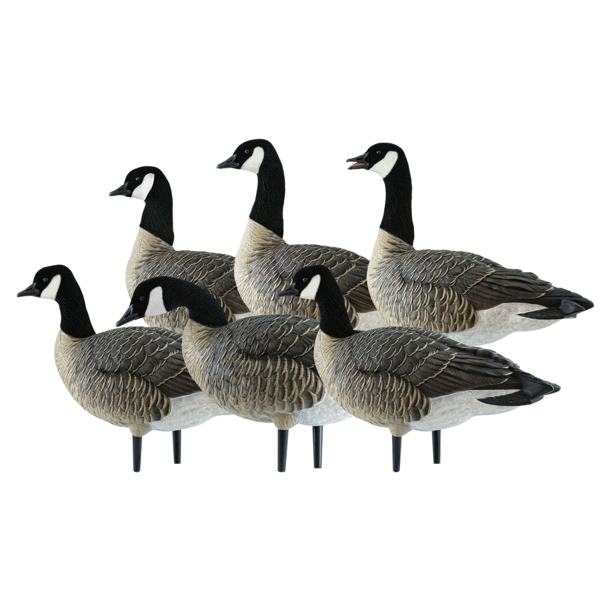 Avian X AXP Honkers Fusion Pack Lesser Canada Goose Decoys & Included Bag, Multi