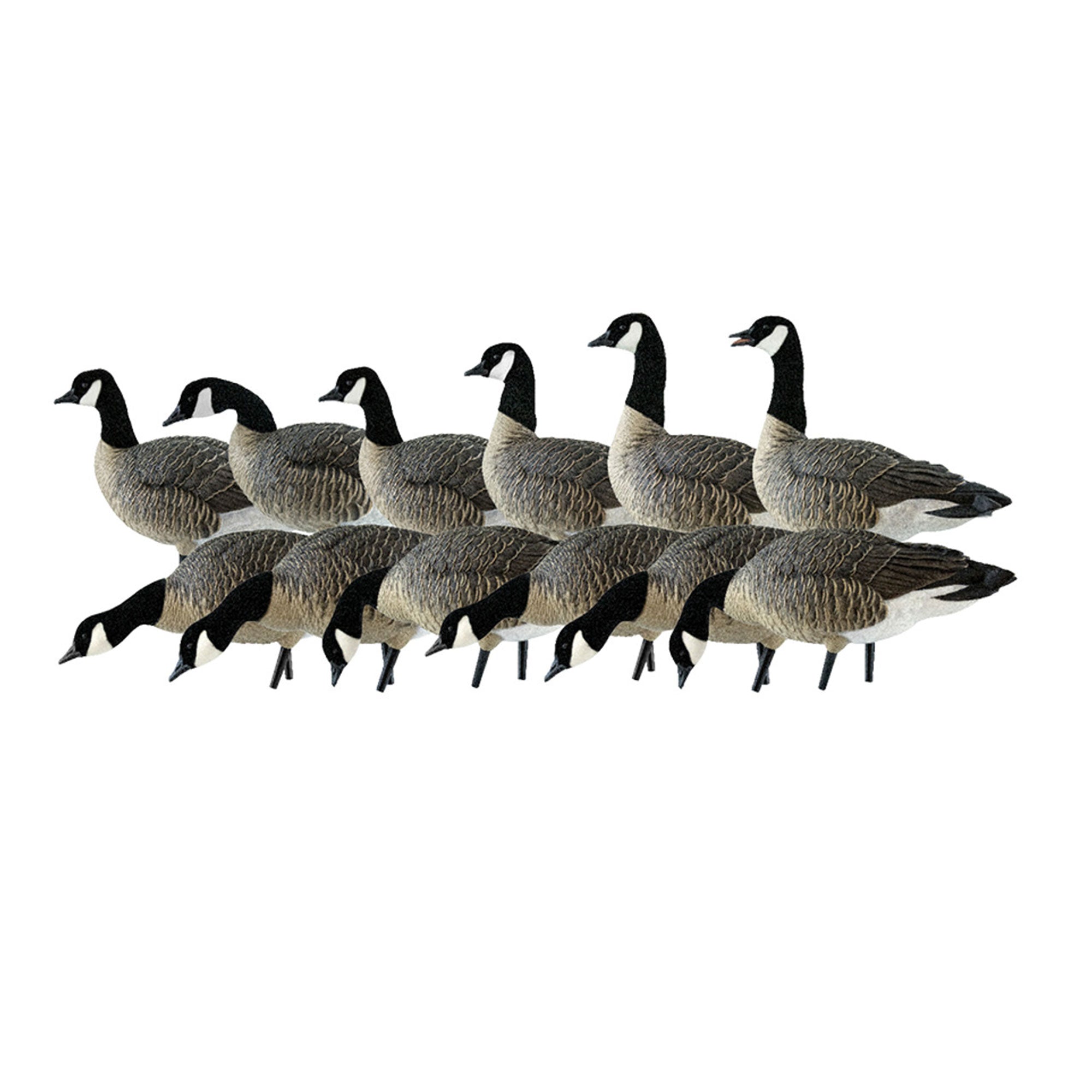 Avian X AXP Lessers Outfitter Pack, 12 Full Body Canada Goose Decoys with Bag