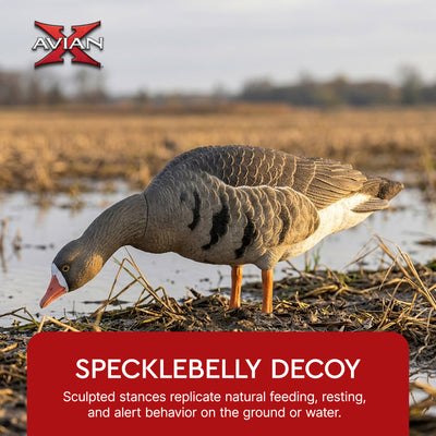 Avian X AXP Specklebelly Decoy Fusion Pack with Lasting Finish and Bag, 6 Pack