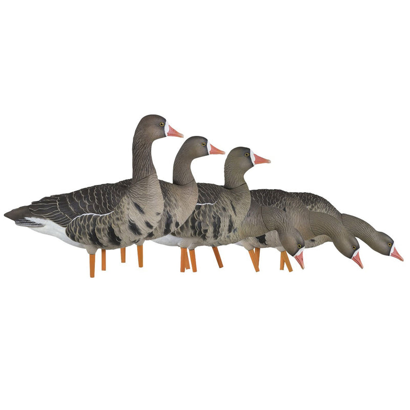 Avian X AXP Specklebelly Decoy Fusion Pack with Lasting Finish and Bag, 6 Pack