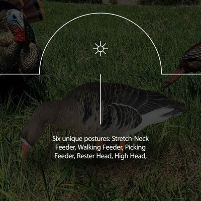 Avian X AXP Specklebelly Decoy Fusion Pack with Lasting Finish and Bag, 6 Pack - VMInnovations