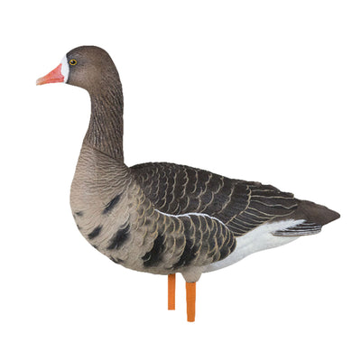 Avian X AXP Specklebelly Decoy Fusion Pack with Lasting Finish and Bag, 6 Pack