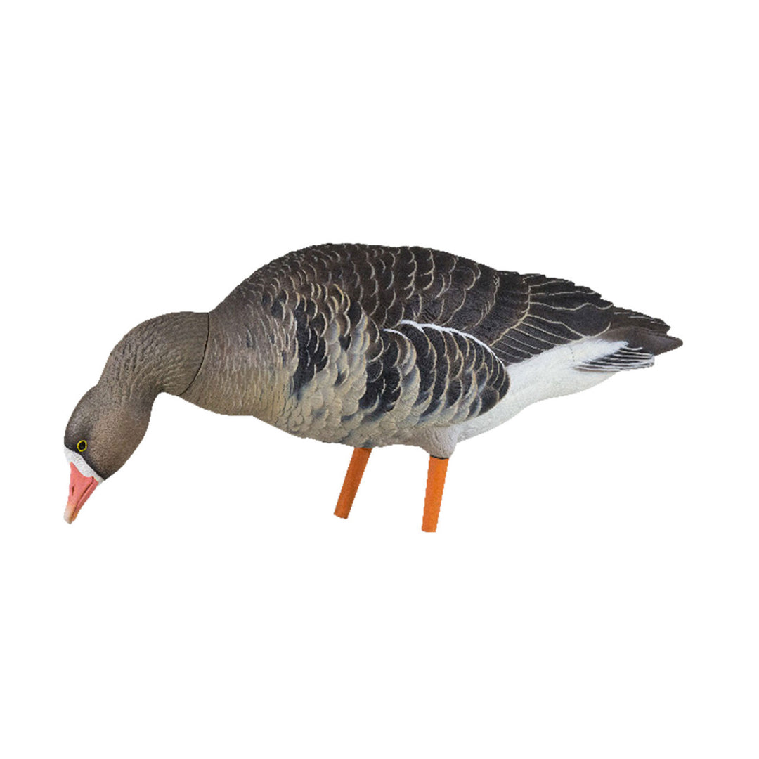 Avian X AXP Specklebelly Decoy Fusion Pack with Lasting Finish and Bag, 6 Pack